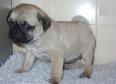 X-Mas cute pug puppy for a new home  