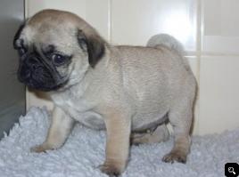 X-Mas cute pug puppy for a new home  