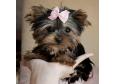  Teacup Yorkie Puppy for Free Adoption