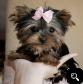  Teacup Yorkie Puppy for Free Adoption