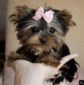  Teacup Yorkie Puppy for Free Adoption