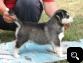  Stunning male and female Siberian husky puppies Text  (603) 413-0160