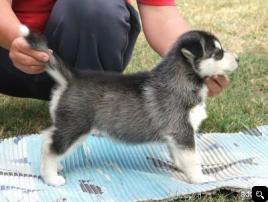  Stunning male and female Siberian husky puppies Text  (603) 413-0160