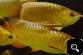 Super Red Arowana Fish And Many Others Available For Sale