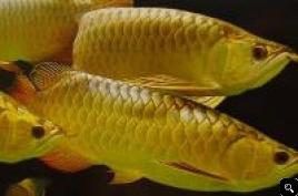 Super Red Arowana Fish And Many Others Available For Sale