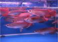 Super Red Arowana Fish And Many Others Available For Sale