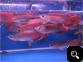 Super Red Arowana Fish And Many Others Available For Sale