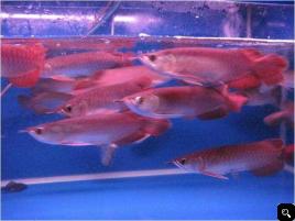 Super Red Arowana Fish And Many Others Available For Sale