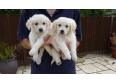 cream white Beautiful Golden Retriever For sale