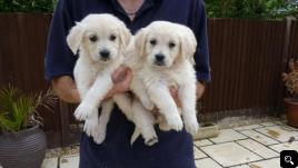 cream white Beautiful Golden Retriever For sale