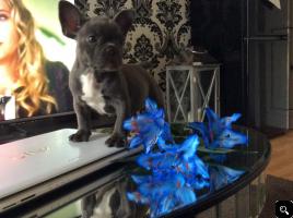 Dark french french bulldog puppies for sale