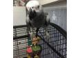  Tame African Grey For Sale with cage