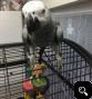  Tame African Grey For Sale with cage