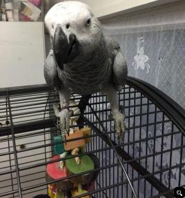  Tame African Grey For Sale with cage