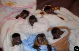 monkey babies and chimpanzee babies