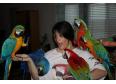 Five macaw parrots looking for a new home .