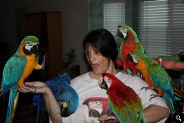 Five macaw parrots looking for a new home .