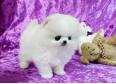 pomeranian puppies for sale 