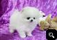 pomeranian puppies for sale 