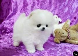 pomeranian puppies for sale 