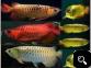 Best Quality Super Red Arowana Fish And Many Others For Sale Gold Bridge