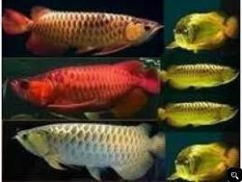 Best Quality Super Red Arowana Fish And Many Others For Sale Gold Bridge