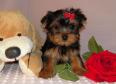 Teacup Yorkie  Puppies For Adoption