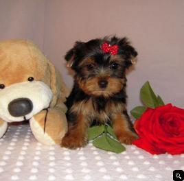 Teacup Yorkie  Puppies For Adoption