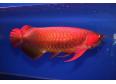  Super Red Asian Arowana,Jardini Arowana,Chili Red,Golden Arowana