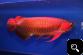  Super Red Asian Arowana,Jardini Arowana,Chili Red,Golden Arowana