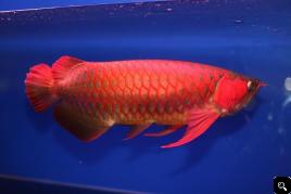  Super Red Asian Arowana,Jardini Arowana,Chili Red,Golden Arowana