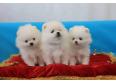 Adorable Best* Give* Away* *Pomeranian* Puppies**(240) 542-7487.