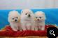 Adorable Best* Give* Away* *Pomeranian* Puppies**(240) 542-7487.