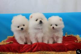 Adorable Best* Give* Away* *Pomeranian* Puppies**(240) 542-7487.