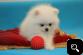 Adorable Best* Give* Away* *Pomeranian* Puppies**(240) 542-7487.