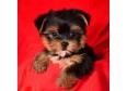 Adorable Yorkie Puppies For Adoption.