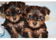 AKC REGISTERED HOME TRAINED YORKIE PUPPIES FOR FREE ADOPTION.