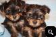 AKC REGISTERED HOME TRAINED YORKIE PUPPIES FOR FREE ADOPTION.