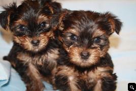 AKC REGISTERED HOME TRAINED YORKIE PUPPIES FOR FREE ADOPTION.