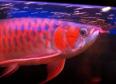 Top Quality super red arowanas fish and many others fish for sale