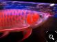 Top Quality super red arowanas fish and many others fish for sale