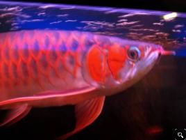 Top Quality super red arowanas fish and many others fish for sale