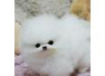 BABY Pomeranian Puppies Call/Text (240) 249-2824