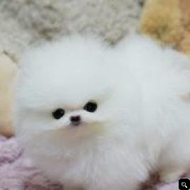 BABY Pomeranian Puppies Call/Text (240) 249-2824