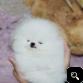 BABY Pomeranian Puppies Call/Text (240) 249-2824