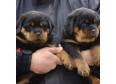  Rottweiler Puppies male and female available