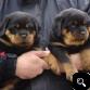  Rottweiler Puppies male and female available