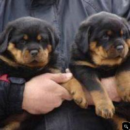  Rottweiler Puppies male and female available