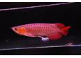 Suoer red rowana fishes and other for sale