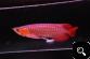 Suoer red rowana fishes and other for sale